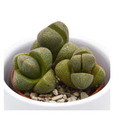 Pleiospilos nelii - 5.5cm