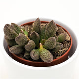 Adromischus sp. - 8.5cm
