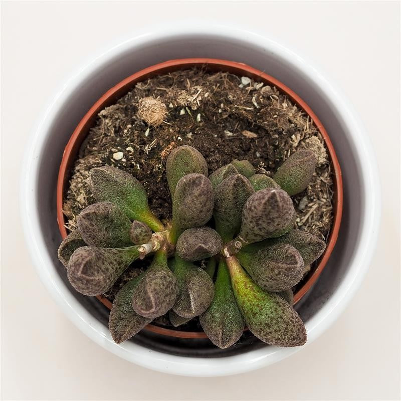 Adromischus sp. - 8.5cm
