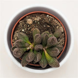 Adromischus sp. - 8.5cm
