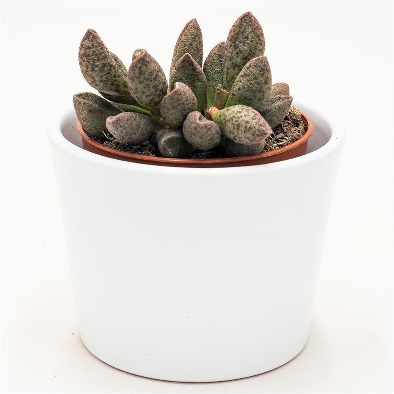 Adromischus sp. - 8.5cm
