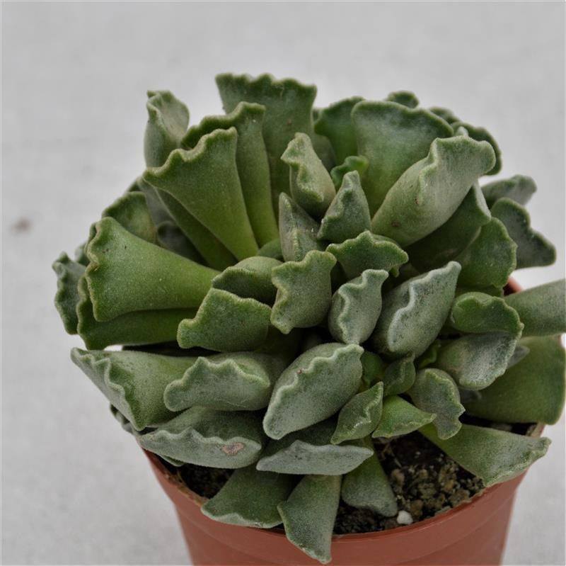 Adromischus cristatus Key Lime Pie - 8.5cm