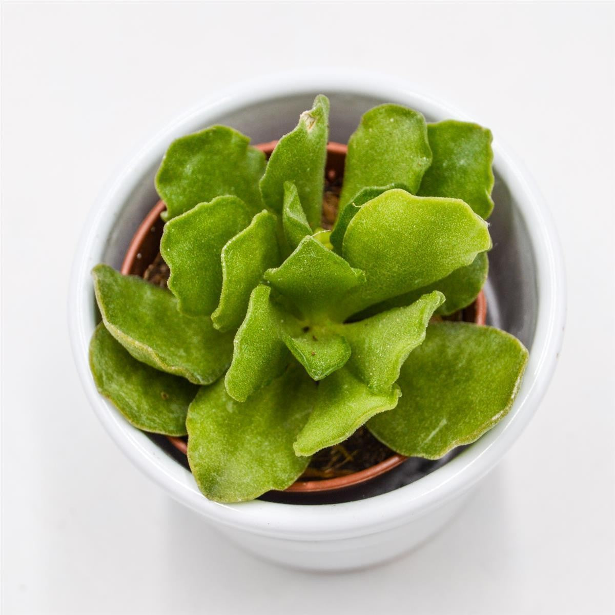 Adromischus cristatus v. mzimvubuensis - 5.5cm