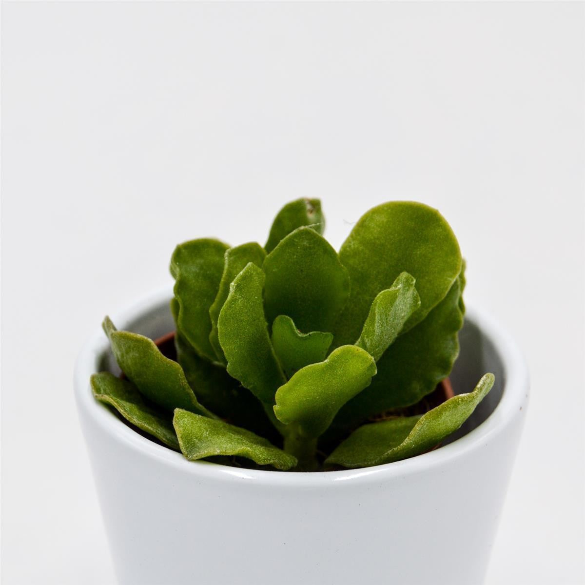 Adromischus cristatus v. mzimvubuensis - 5.5cm