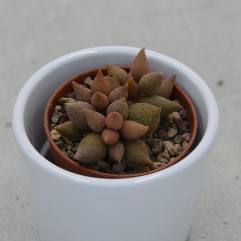 Adromischus herrei Aubergine - 5,5cm