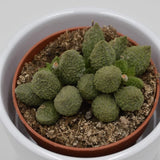 Adromischus marianiae Lime Drops - 8.5cm
