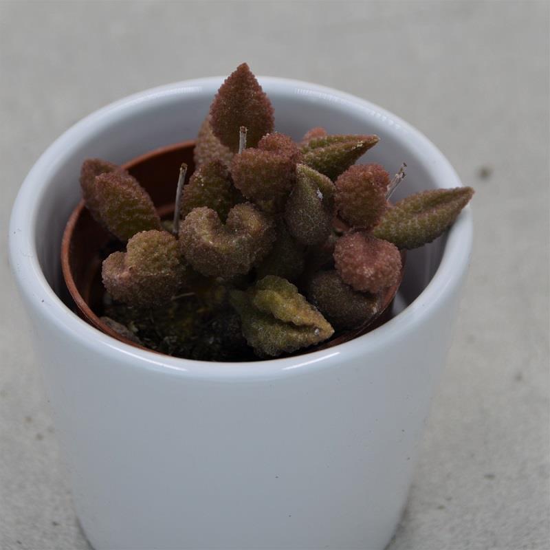 Adromischus marianiae cv. Coffee Bean - 5,5cm