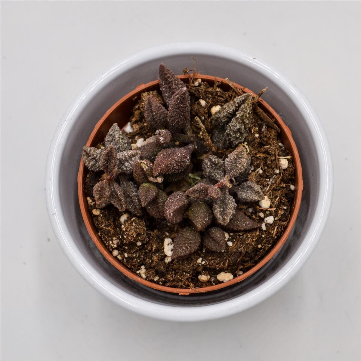 Adromischus marianiae cv. Coffee Bean - 8.5cm