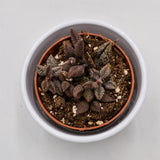 Adromischus marianiae cv. Coffee Bean - 8.5cm