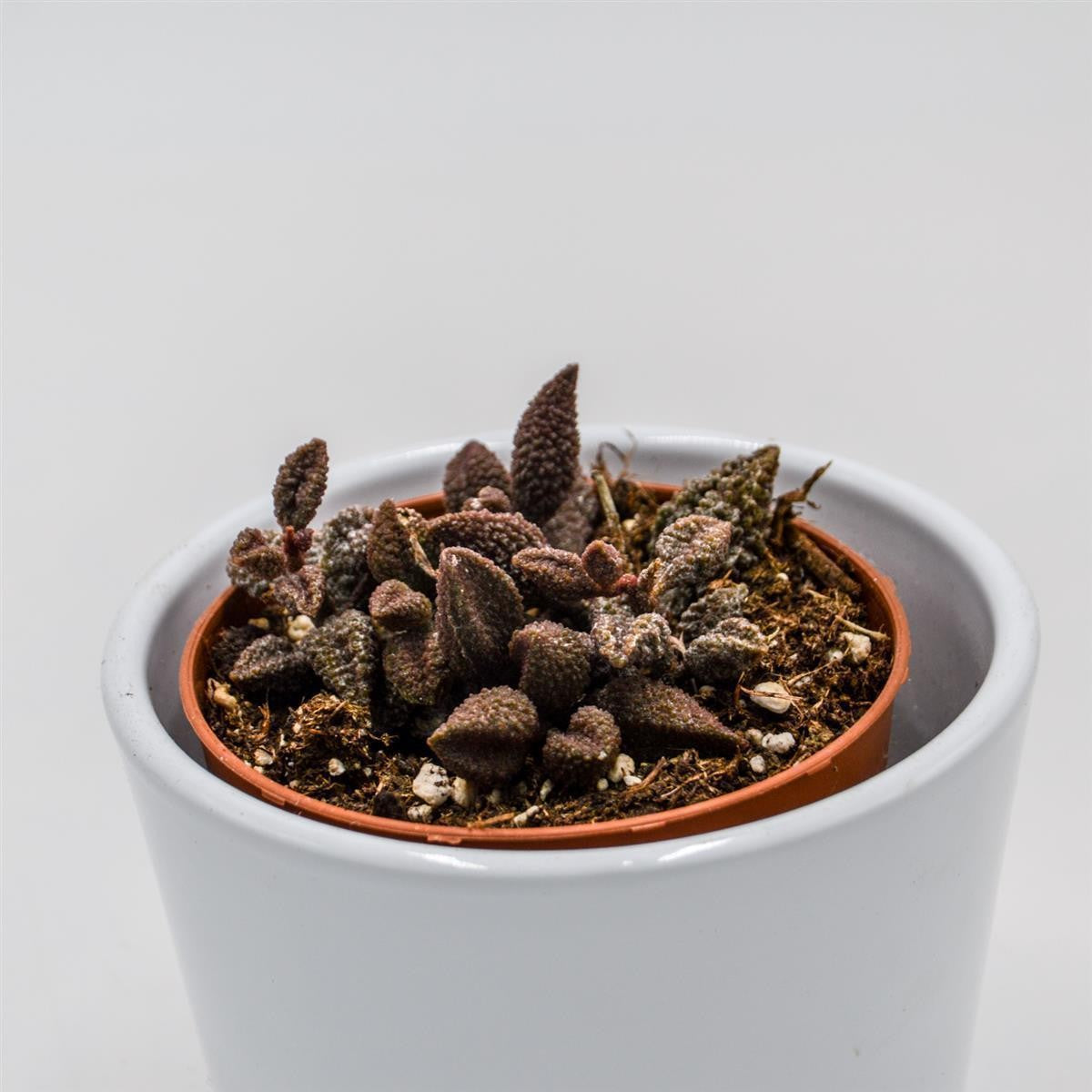Adromischus marianiae cv. Coffee Bean - 8.5cm