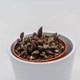 Adromischus marianiae cv. Coffee Bean - 8.5cm