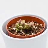 Adromischus marianiae cv. Pink Coral - 8.5cm