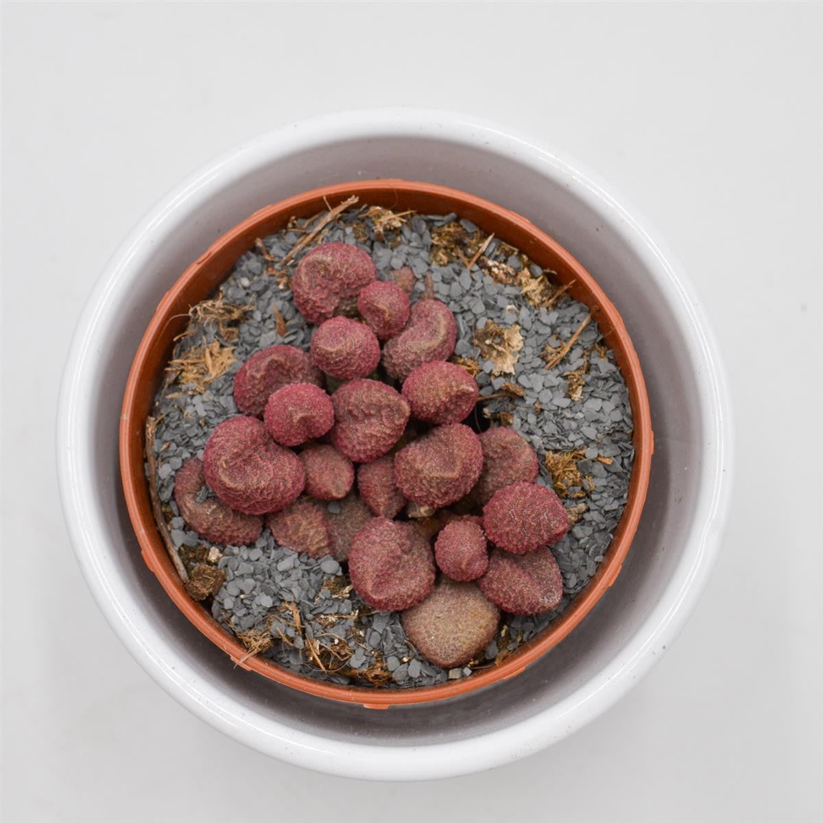 Adromischus marianiae cv. Red Coral - 8.5cm