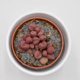 Adromischus marianiae cv. Red Coral - 8.5cm