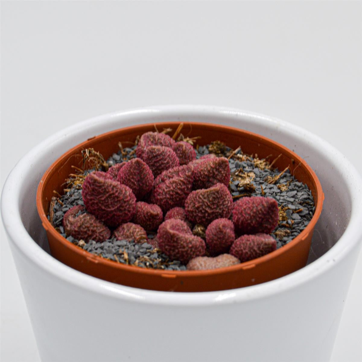Adromischus marianiae cv. Red Coral - 8.5cm