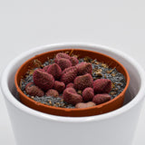 Adromischus marianiae cv. Red Coral - 8,5cm