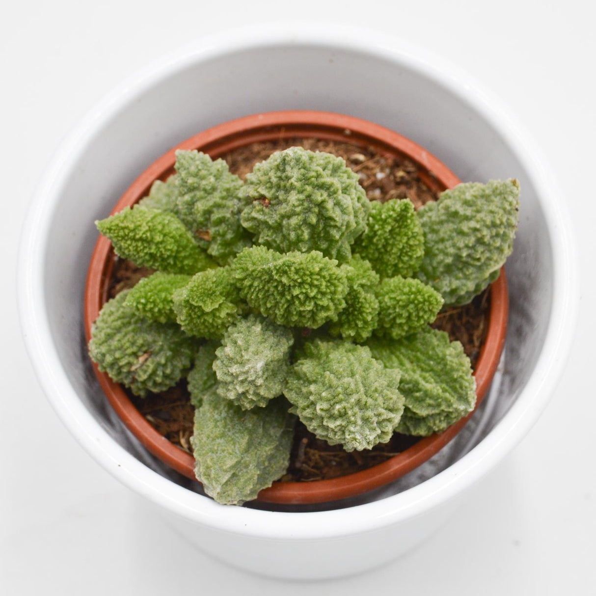 Adromischus marianiae Lime Drops - 8.5cm