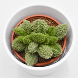 Adromischus marianiae Lime Drops - 8.5cm