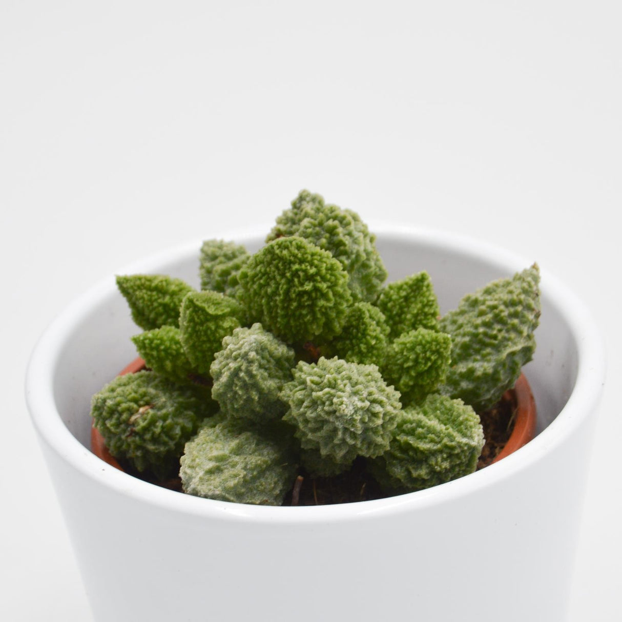 Adromischus marianiae Lime Drops - 8.5cm