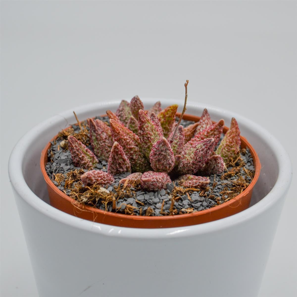 Adromischus marianiae var. antidorcatum - 8.5cm