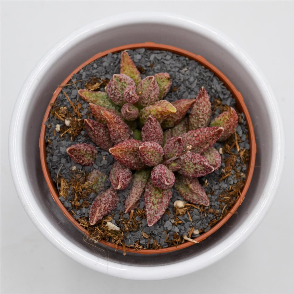 Adromischus marianiae var. antidorcatum - 8.5cm