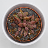 Adromischus marianiae var. antidorcatum - 8,5cm