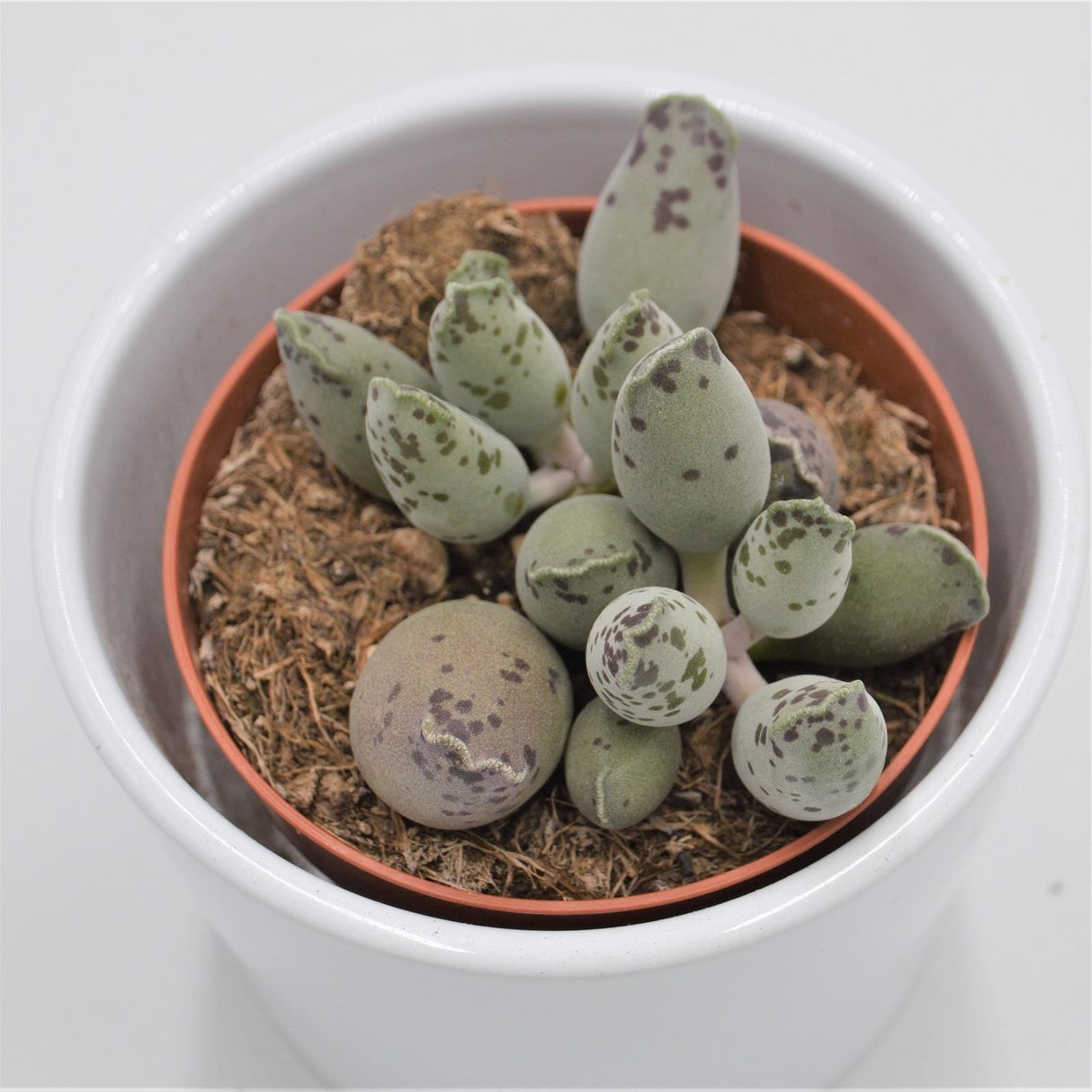Adromischus cooperi var. festivus - 8.5cm