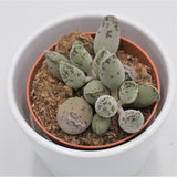 Adromischus cooperi var. festivus - 8,5cm