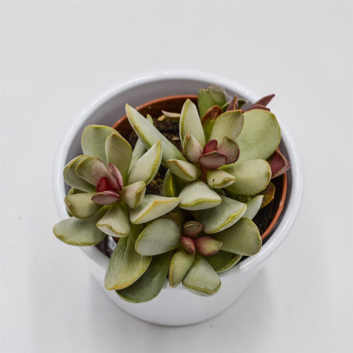 Adromischus Pink Blush - 8.5cm