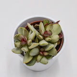 Adromischus Pink Blush - 8,5cm