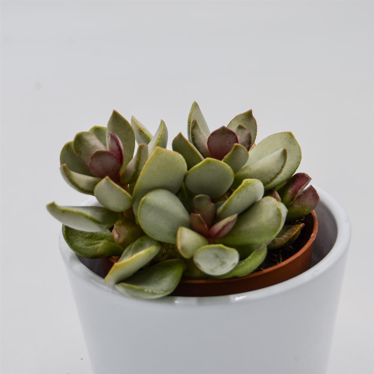 Adromischus Pink Blush - 8.5cm