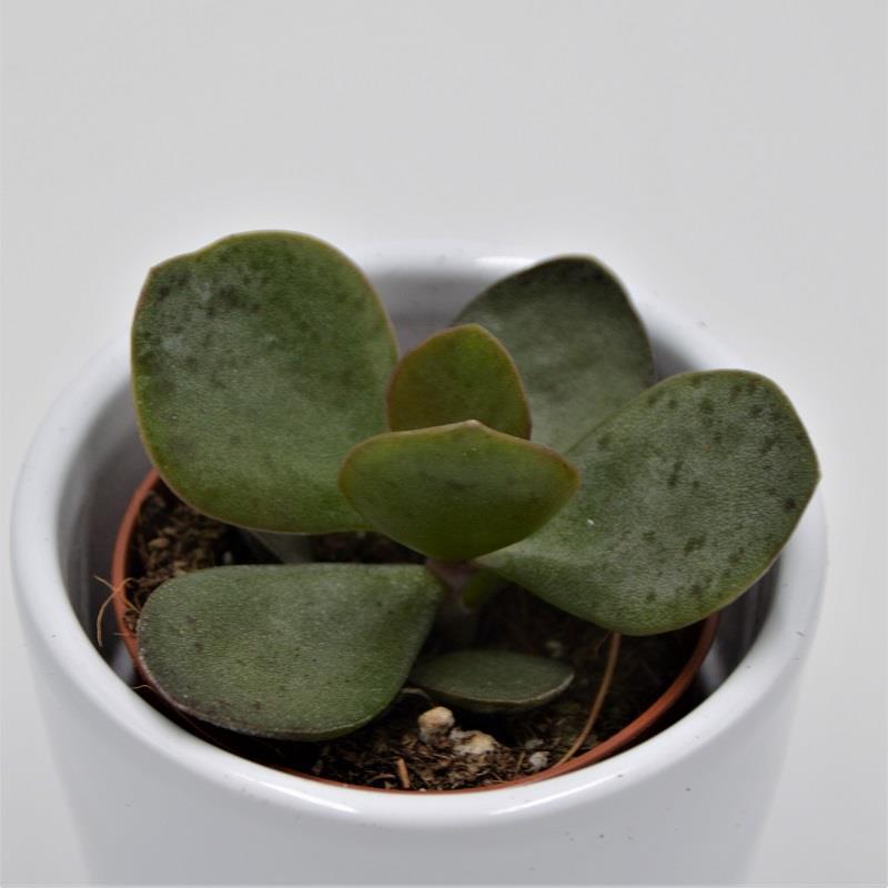 Adromischus rupicola - 5.5cm