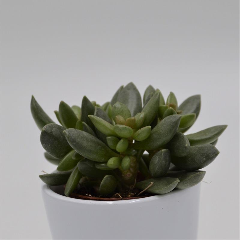 Adromischus schuldtianus subsp. juttae - 5.5cm