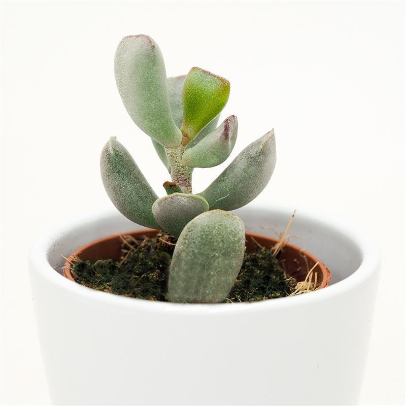 Adromischus truncatus - 5.5cm