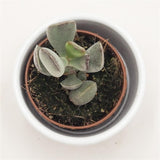 Adromischus truncatus - 5,5cm