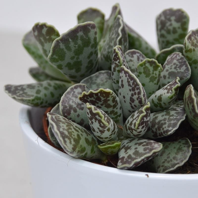 Adromischus cooperi - 12cm