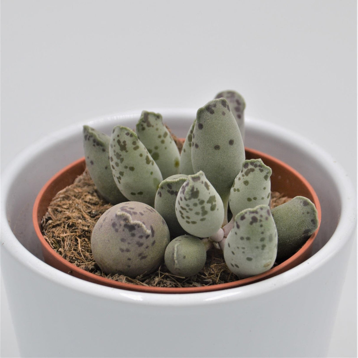 Adromischus cooperi var. festivus - 8.5cm