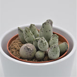 Adromischus cooperi var. festivus - 8.5cm