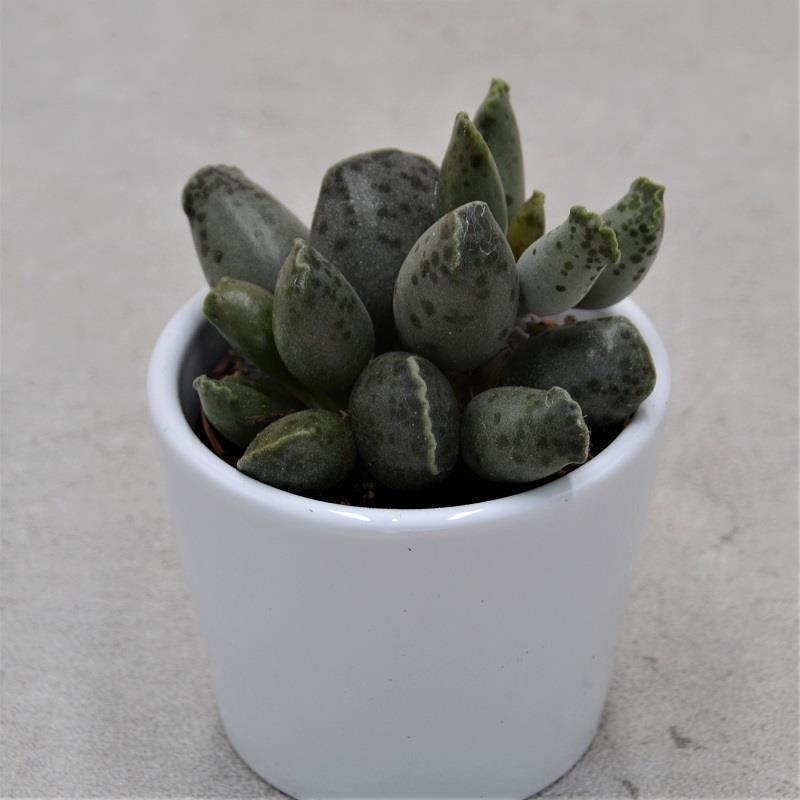 Adromischus cooperi var. festivus - 6cm