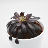 Aeonium arboreum Schwarzkopf - 10.5cm