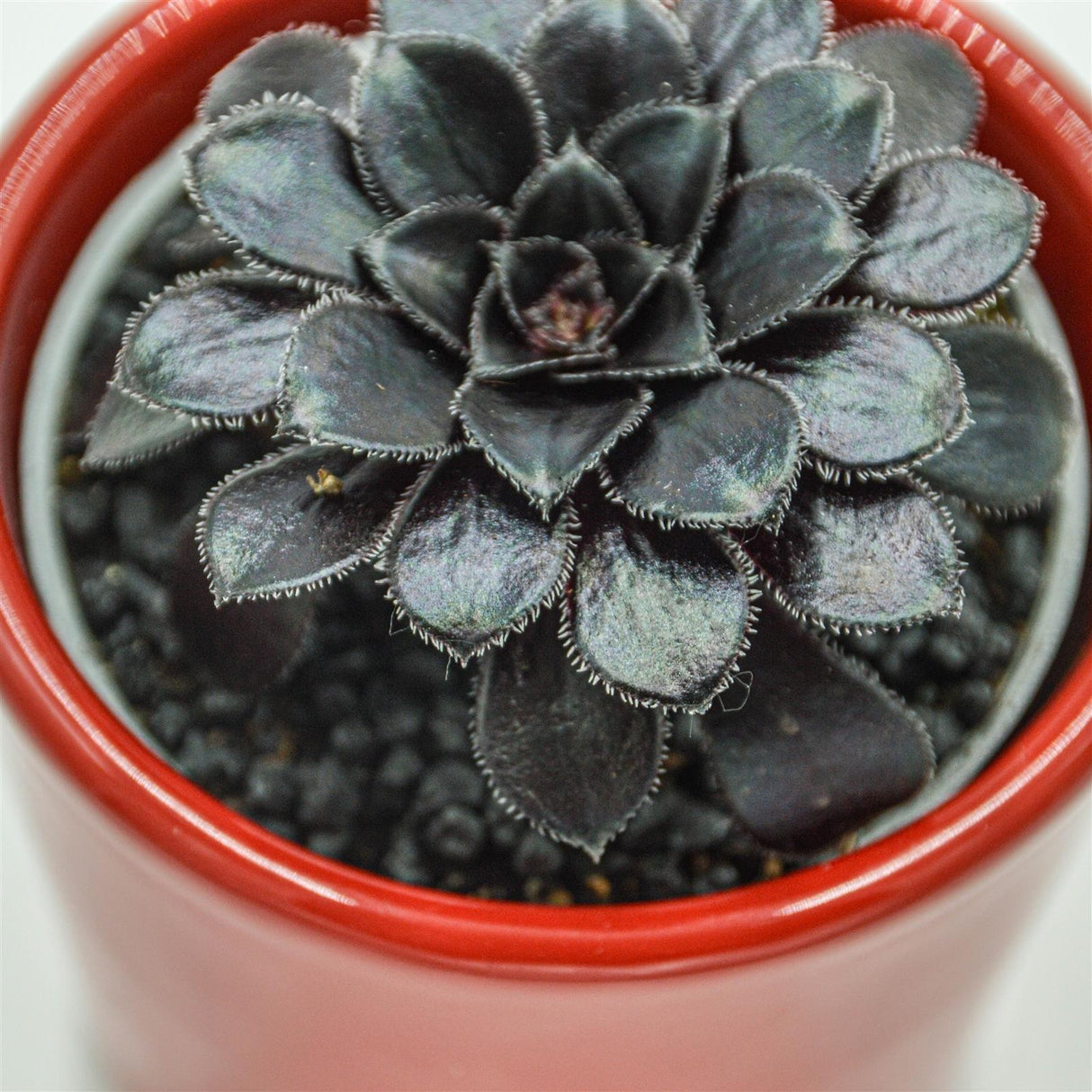 Aeonium arboreum Schwarzkopf - 6cm