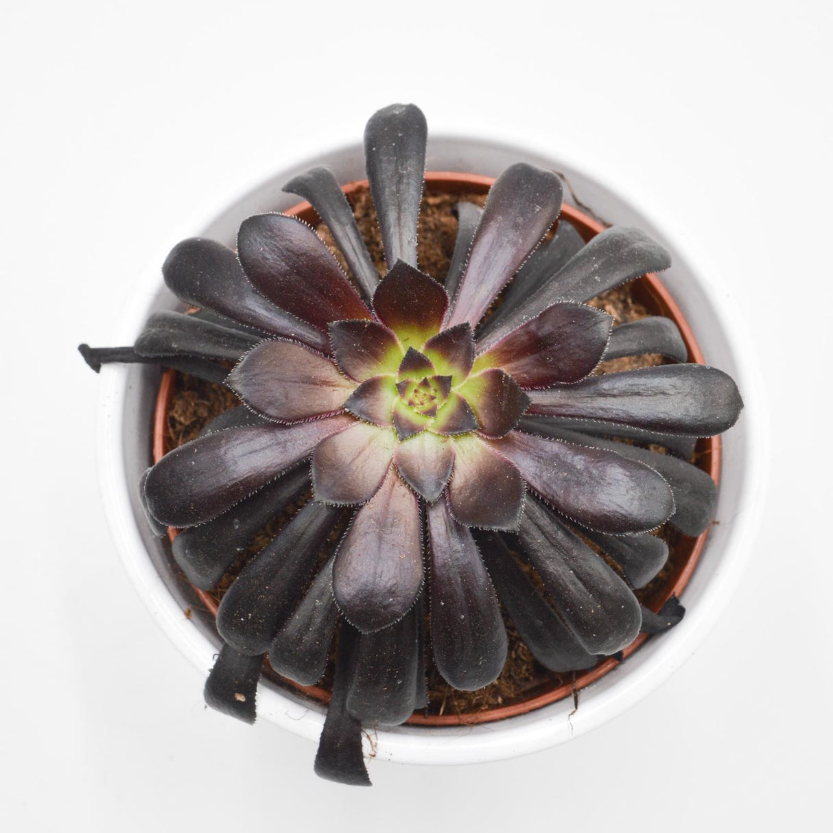 Aeonium arboreum Schwarzkopf - 10.5cm