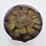 Aeonium arboreum Velours - 10,5cm
