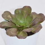 Aeonium arboreum Velours - 8.5cm