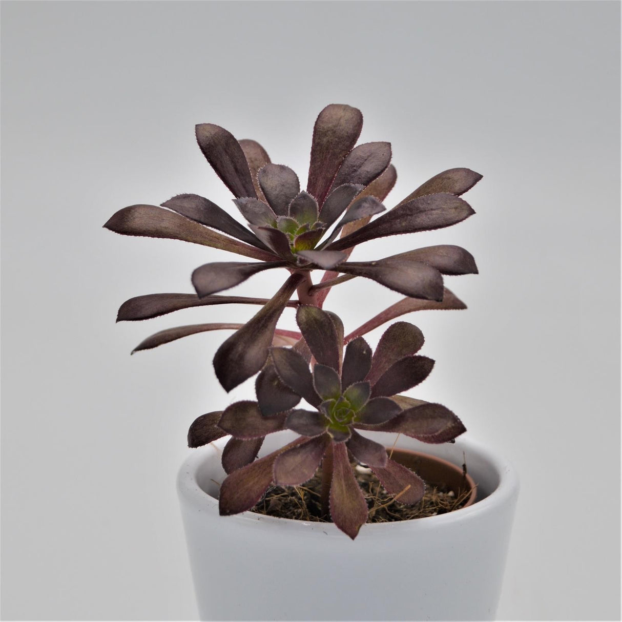 Aeonium arboreum var. atropurpureum - 5.5cm