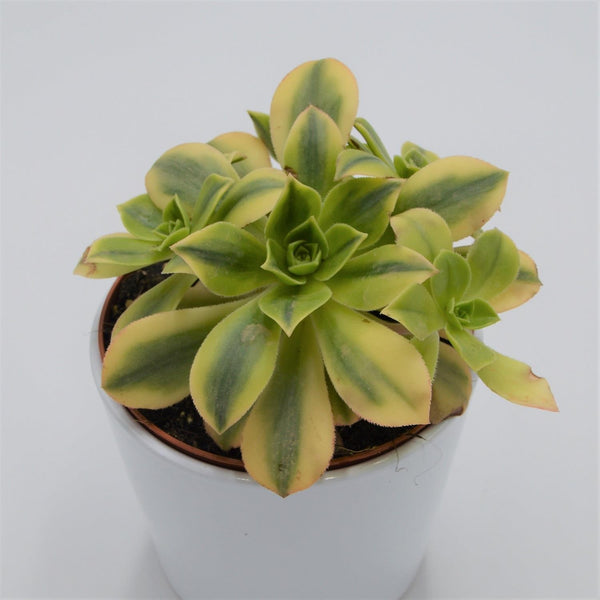 buntblättrige zimmerpflanzen Zamioculcas Lucky White – Buntblättrige Pflanze – Monjungle