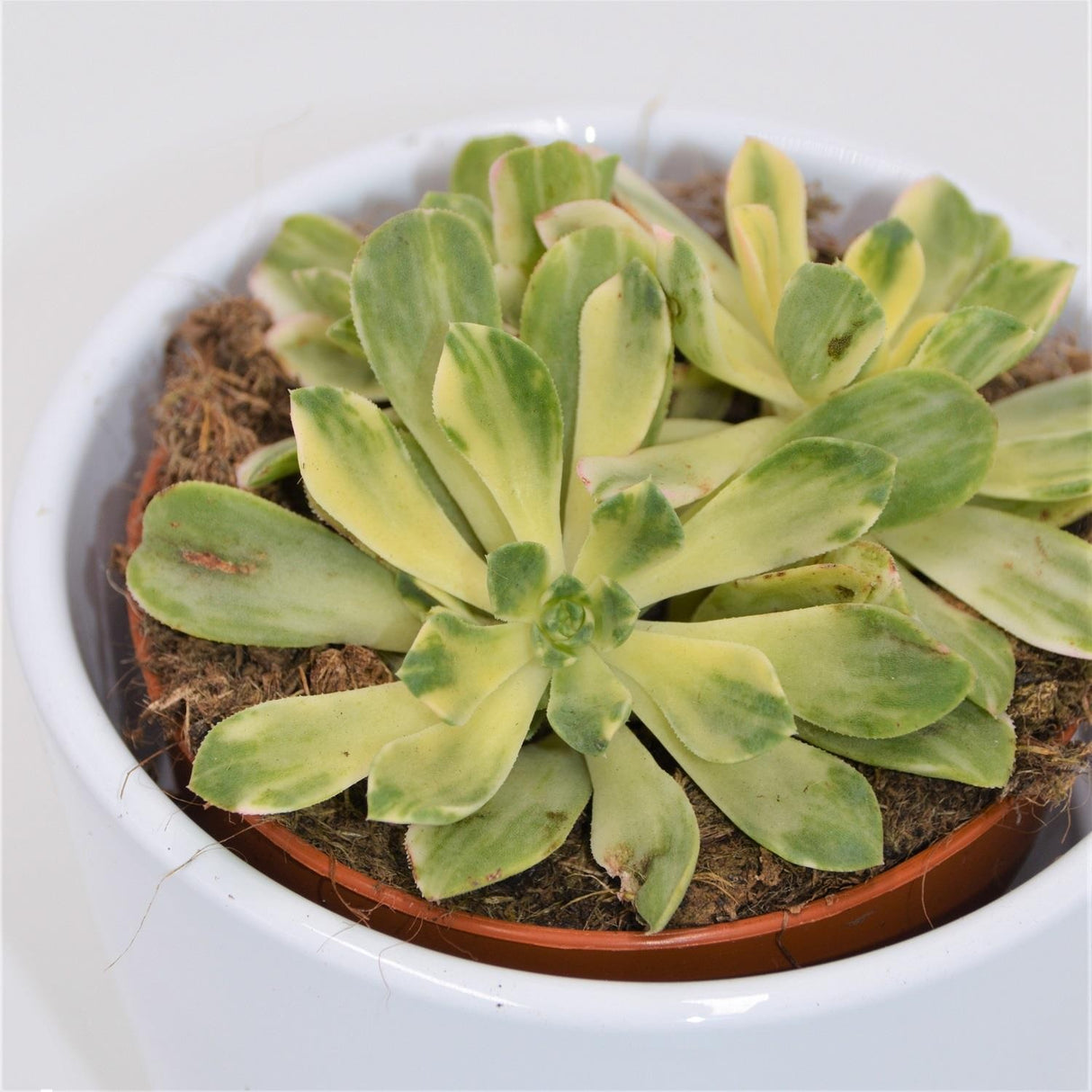 Aeonium domesticum f. variegata - 8.5cm