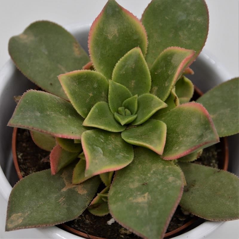 Aeonium Kiwi - 8.5cm