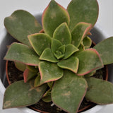 Aeonium Kiwi - 8.5cm