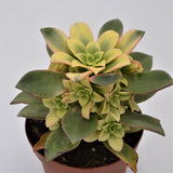 Aeonium haworthii 'Dream Color' - 12cm